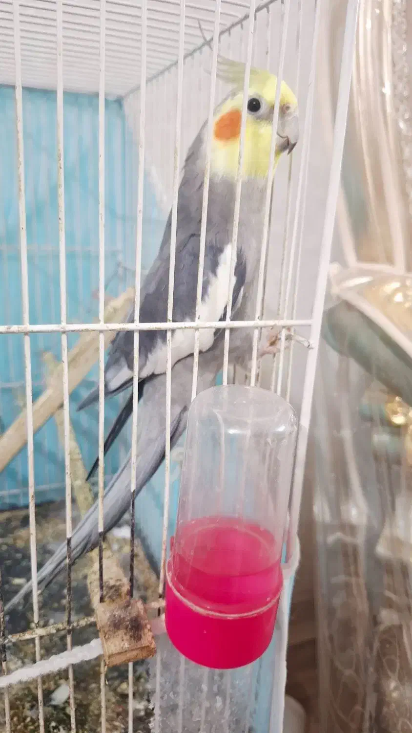 عروس هلندی|پرنده|مشهد, رضاییه|دیوار