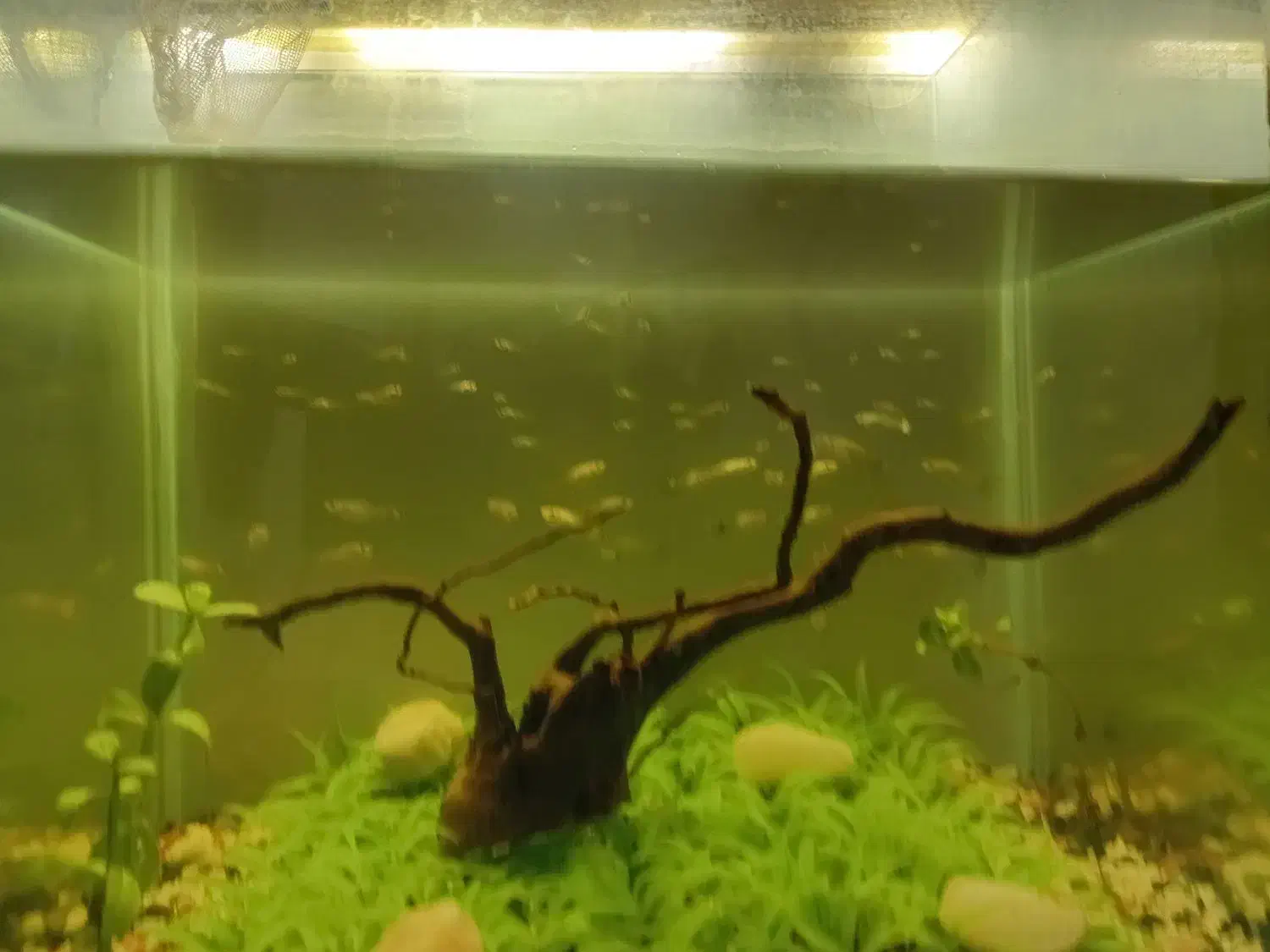 بچه گوپی|ماهی|فردیس, فردیس|دیوار