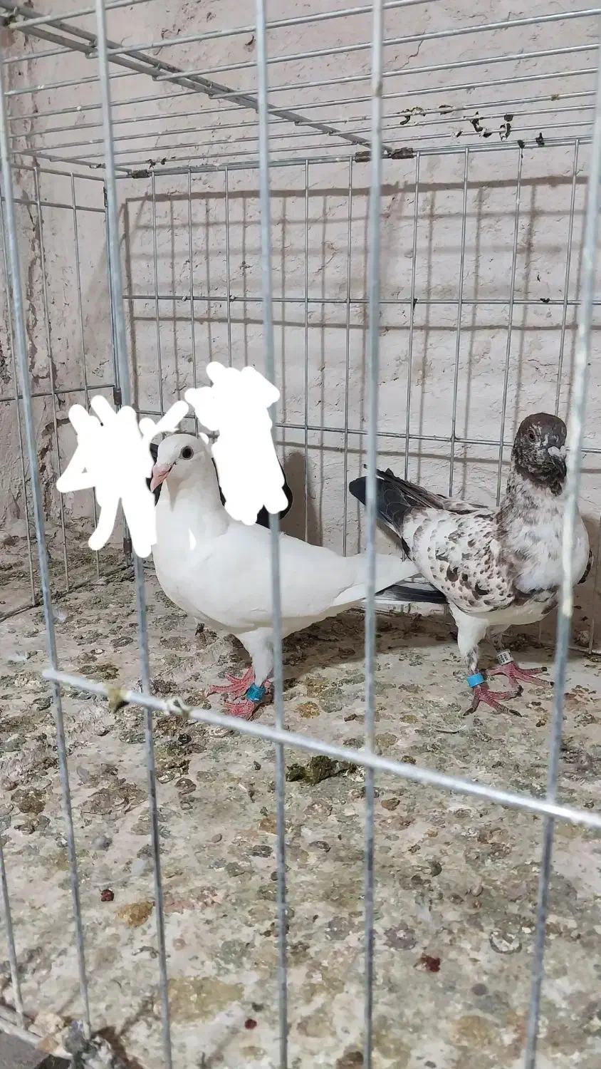 ساعت طرح کبوتر|ساعت|فردوس (خراسان), |دیوار