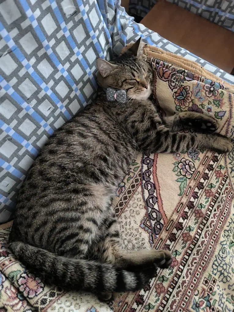 واگذاری گربه|گربه|برازجان, |دیوار