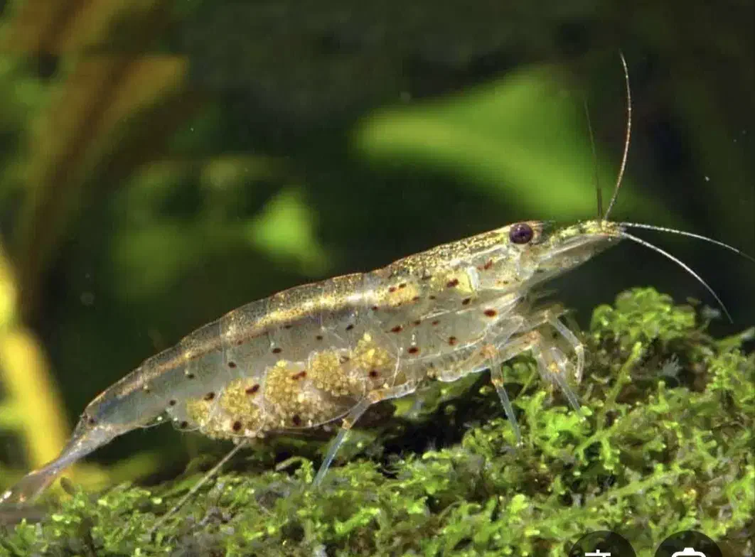 شریمپ آب شیرین|ماهی|سیرجان, |دیوار