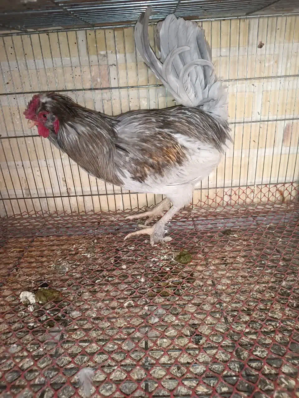 خروس محلی|حیوانات مزرعه|هشتگرد, شهرک وحدت|دیوار