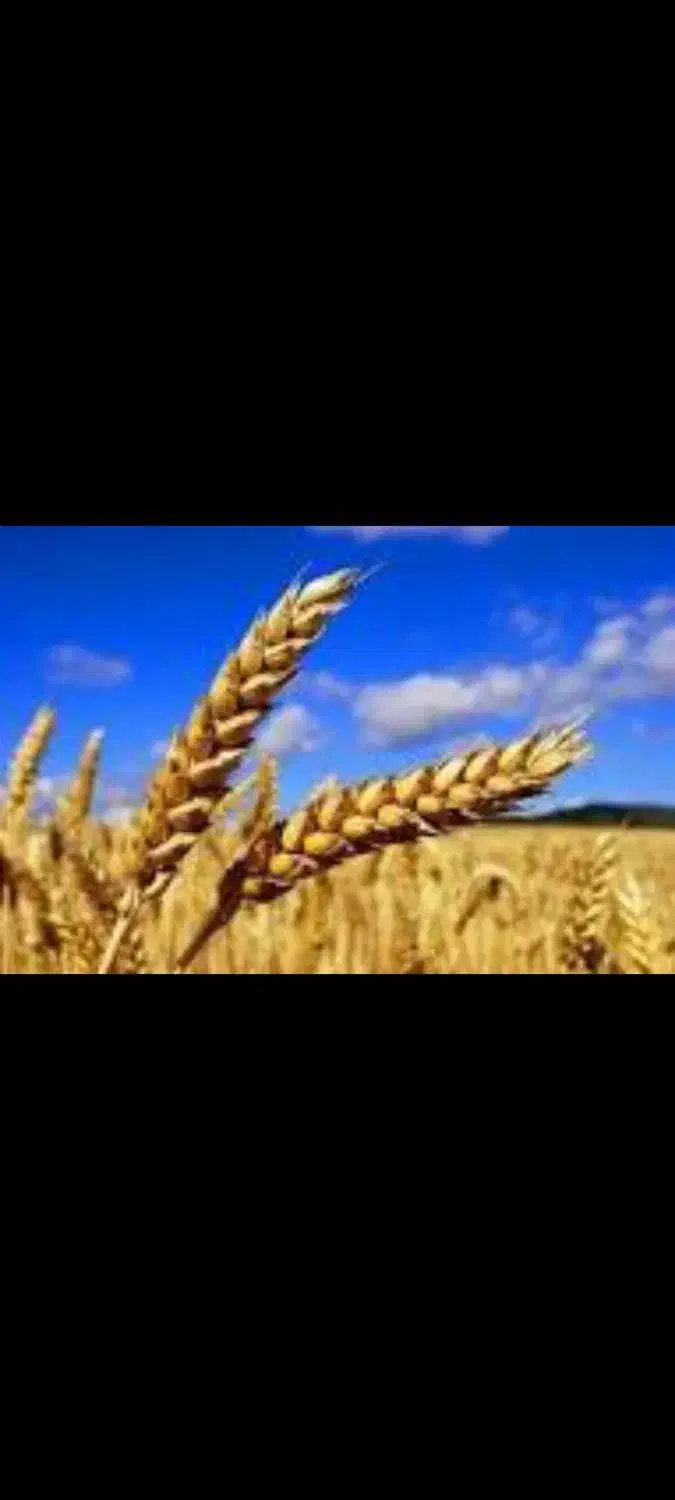 فروش گندم دیم|عمده‌فروشی|شازند, |دیوار