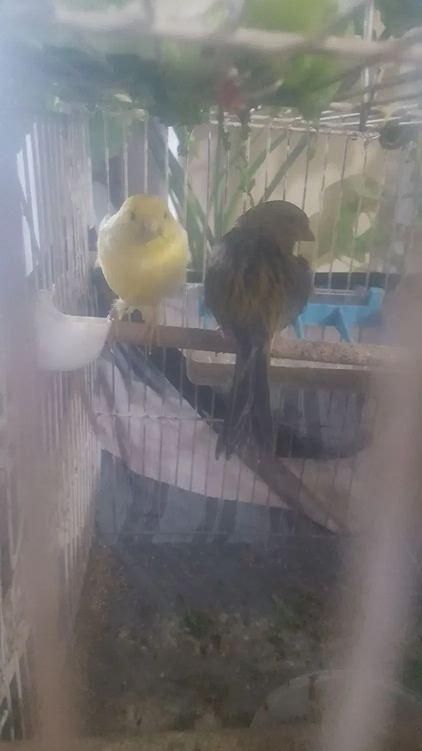 قناری|پرنده|قزوین, |دیوار