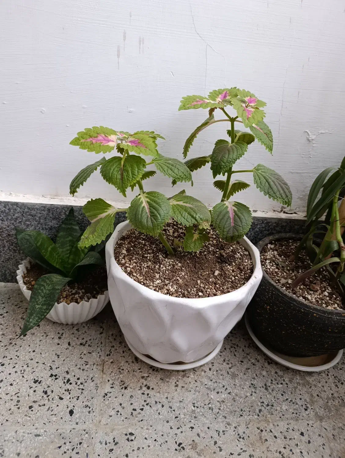 گلدان سالم بزرگ و کوچک|گل و گیاه طبیعی|گلبهار, شهر جدید گلبهار|دیوار