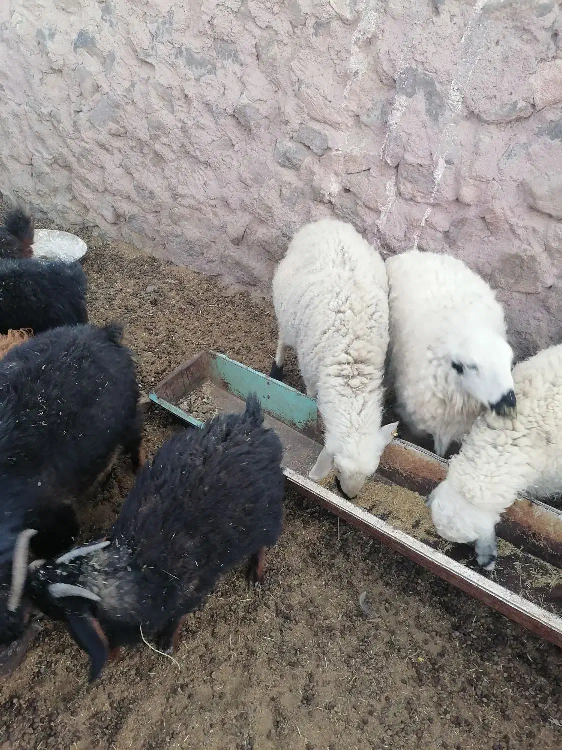 میش جوان فروشی|حیوانات مزرعه|سربیشه, |دیوار