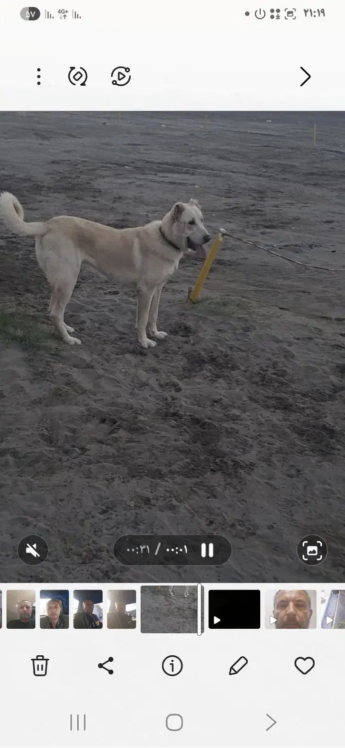 سگ  سرابی خراسانی|حیوانات|رامسر, |دیوار