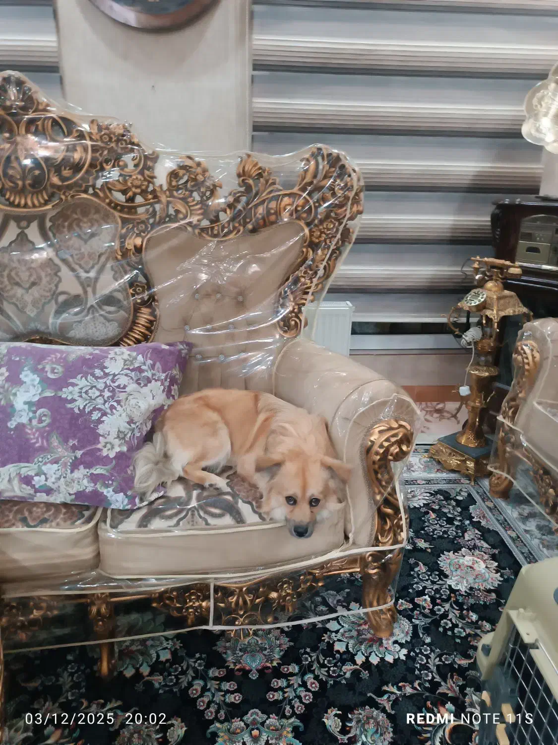 سگ پامریین خرسی|سگ|بروجرد, |دیوار