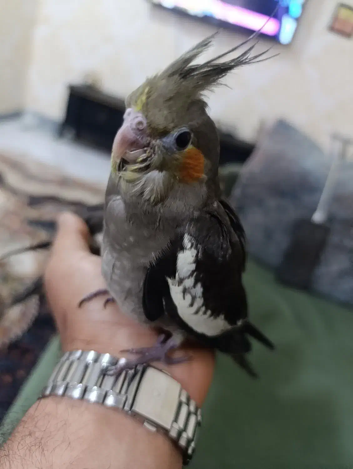 عروس هلندی|پرنده|بندر ماهشهر, |دیوار