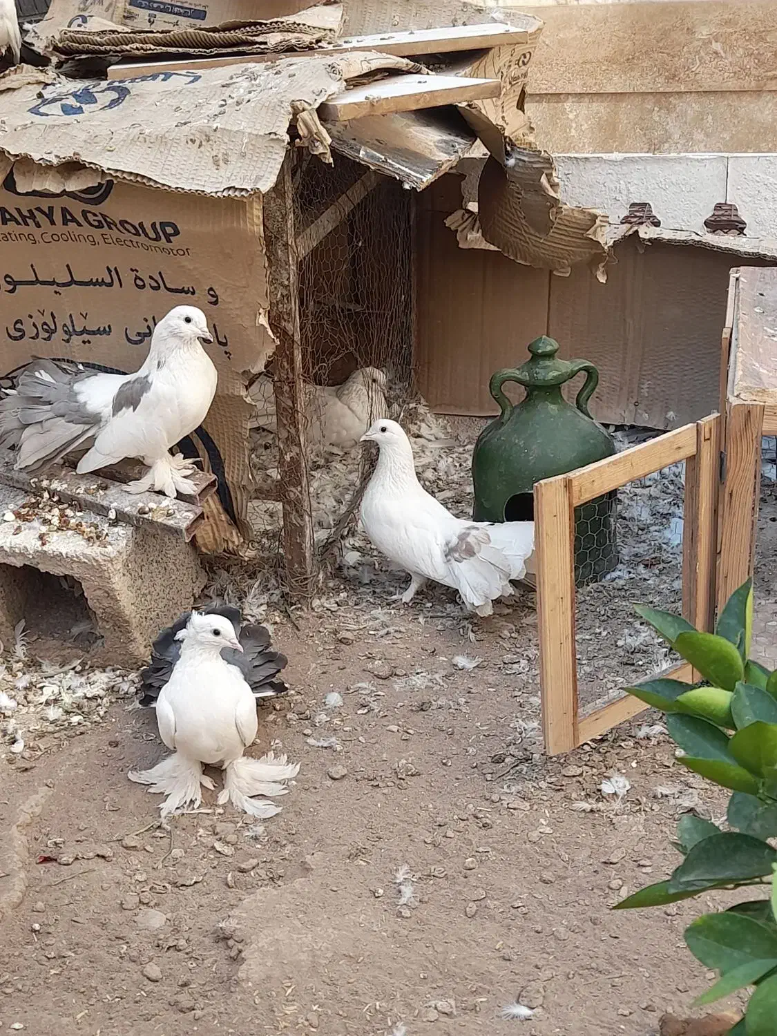کبوتر|پرنده|سیرجان, |دیوار