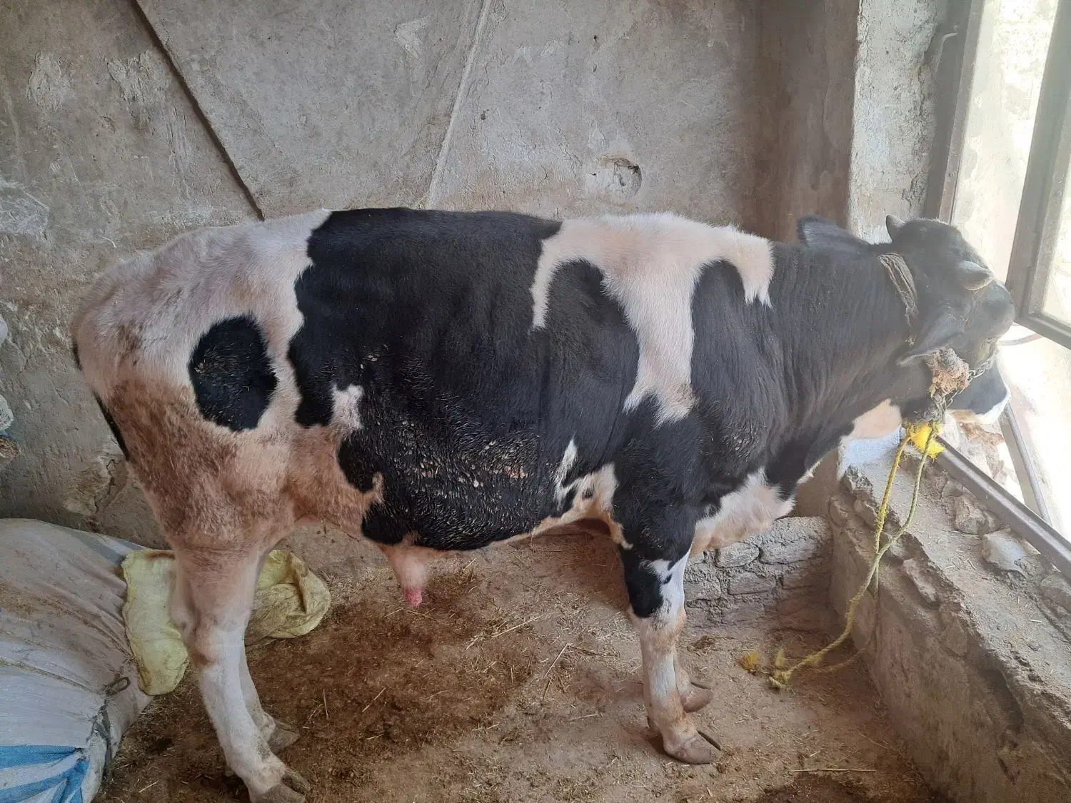 گوساله نر|حیوانات مزرعه|ایوان, |دیوار