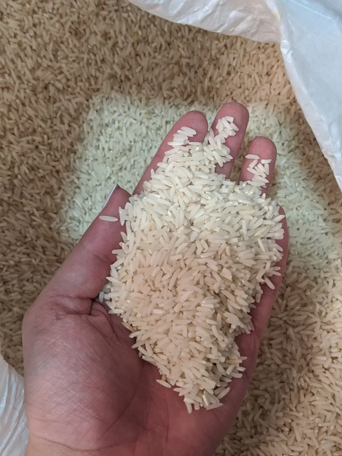 برنج هاشمی خالص|خوردنی و آشامیدنی|رشت, جماران|دیوار