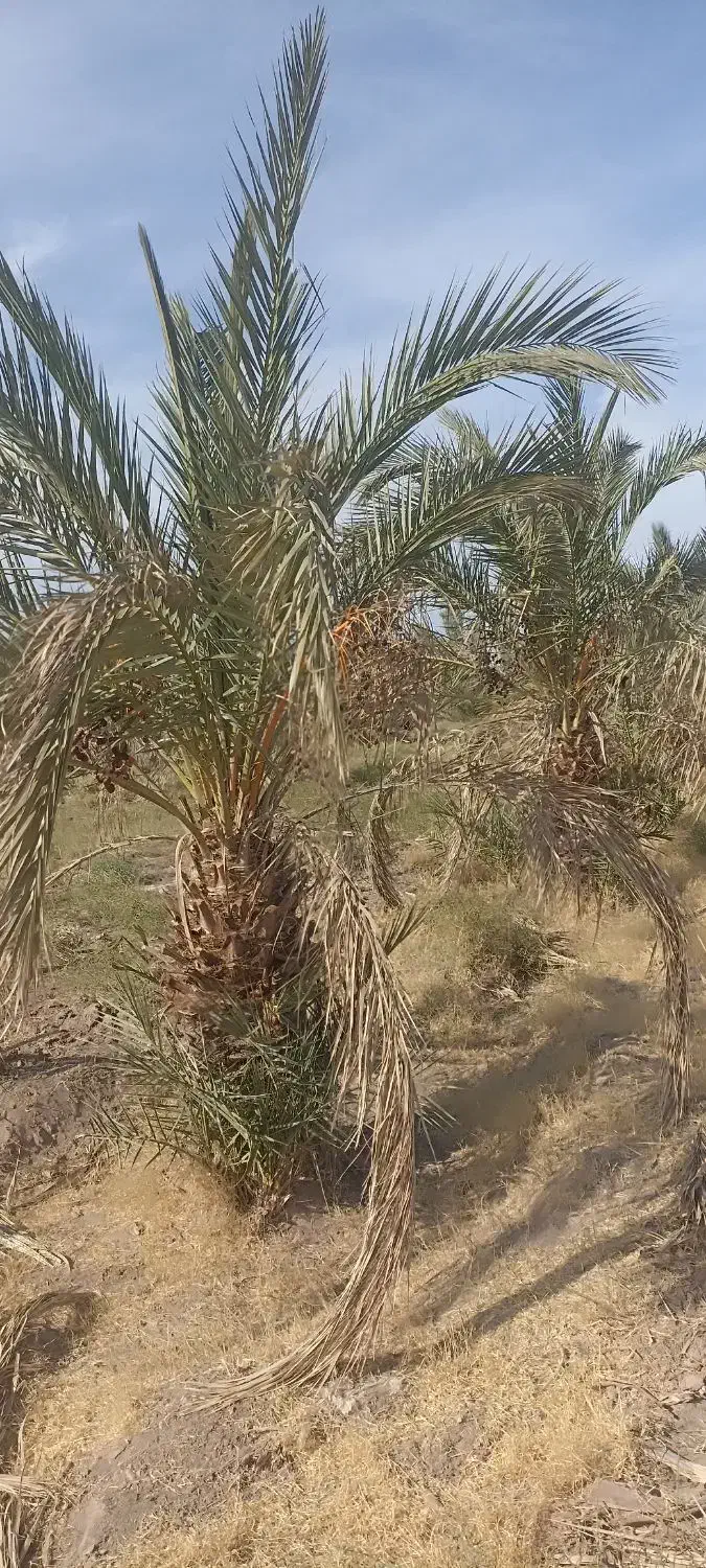 جونگ فروشی جاگردونی و کوچیک|گل و گیاه طبیعی|نرماشیر, |دیوار