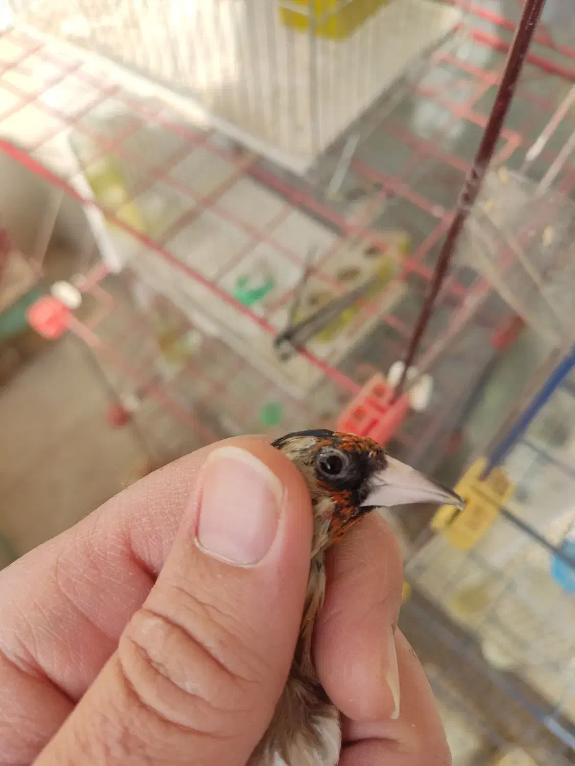 سهره ماده گل بلند|پرنده|اصفهان, ارغوانیه|دیوار