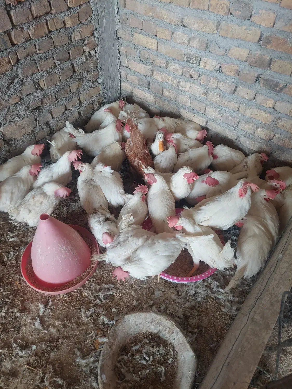 مرغ خروس|حیوانات مزرعه|حمیدیا, |دیوار