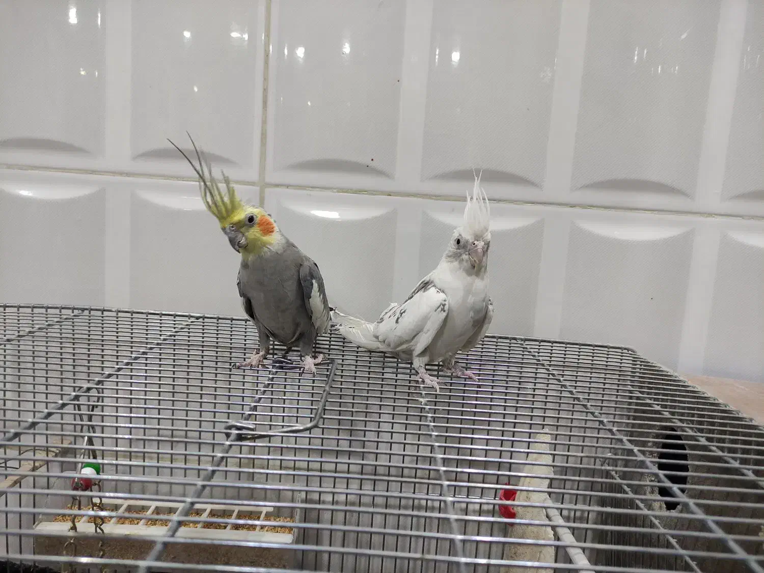 یک جفت عروس هلندی دستی|پرنده|شهرکرد, |دیوار