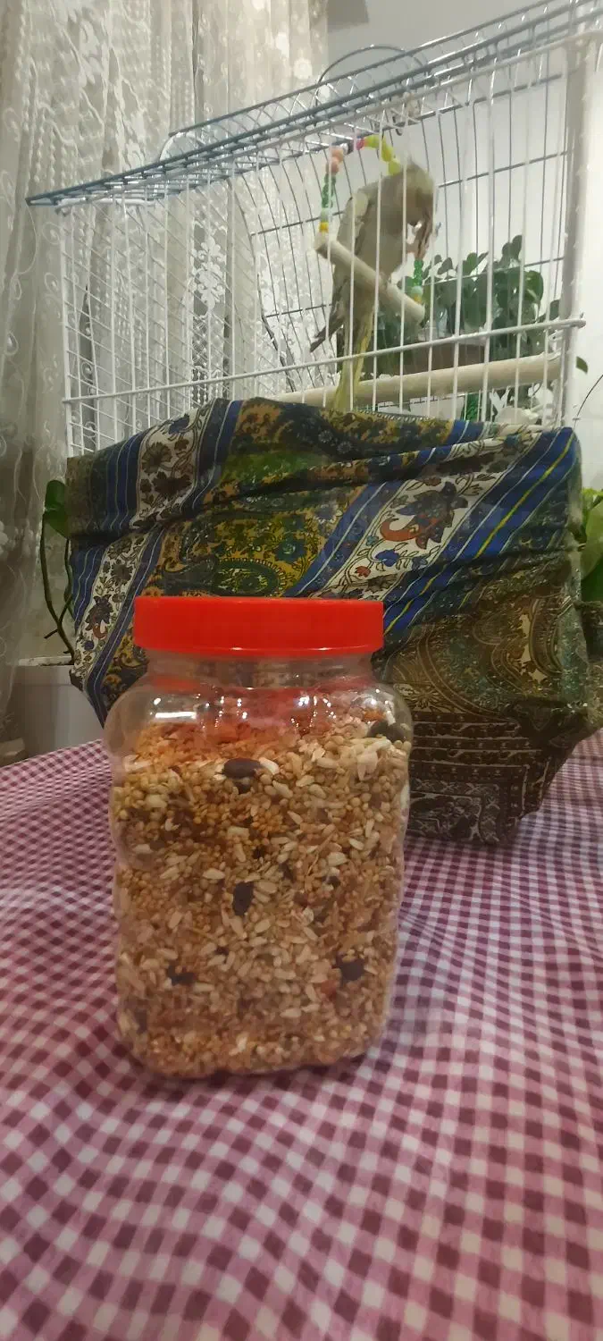 عروس هلندی شیطون بامزه|پرنده|تهران, حر|دیوار