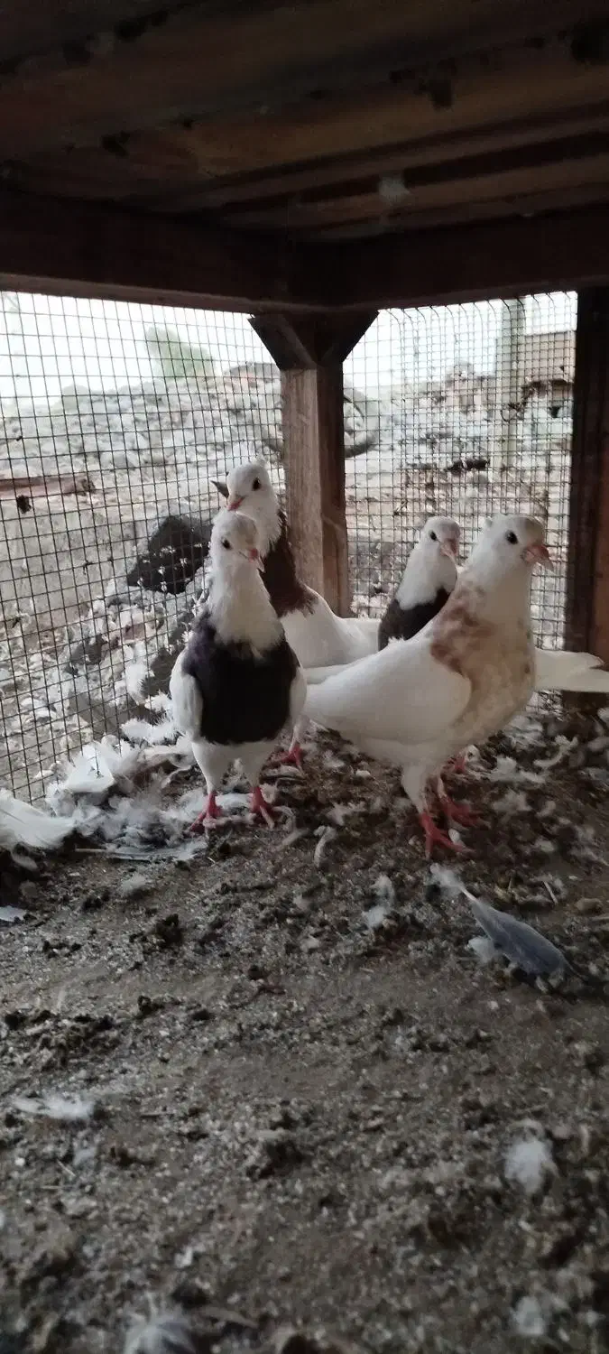 فروش جوجه کفتر طوقی|پرنده|قلعه قاضی, |دیوار