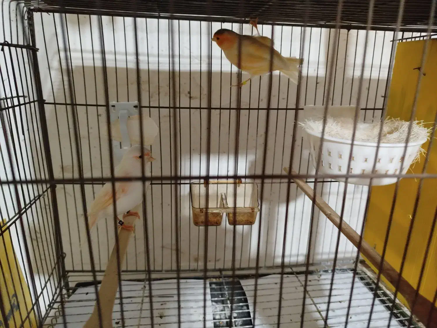 چند جفت قناری اماده|پرنده|میناب, |دیوار