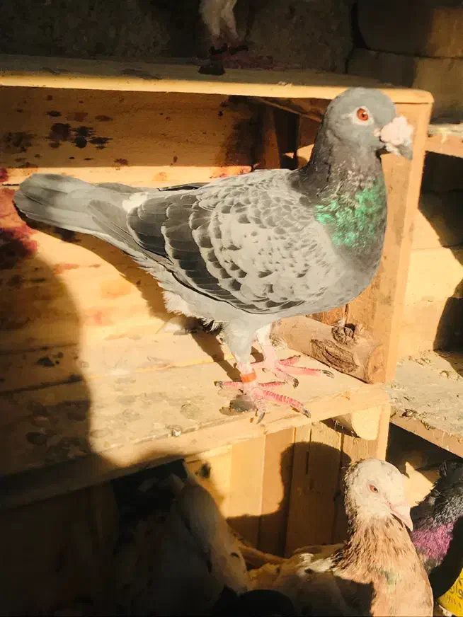 کبوتر پلاکی|پرنده|اهواز, کیانشهر|دیوار