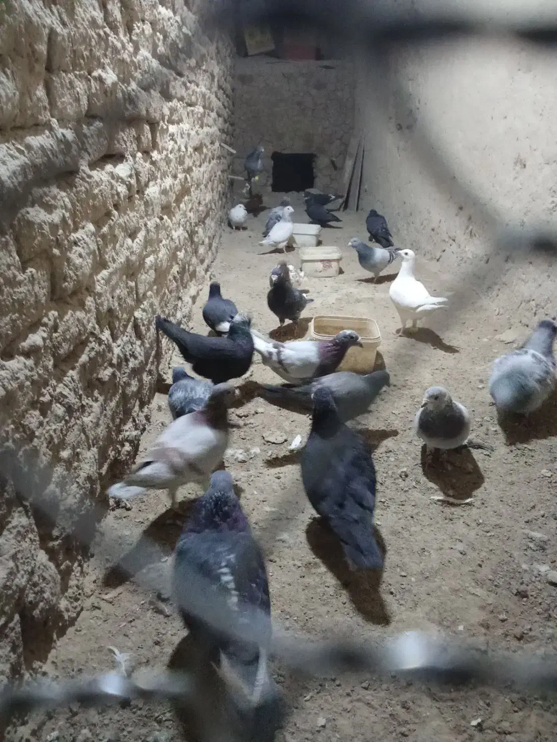 کبوتر نر|پرنده|هامون, |دیوار