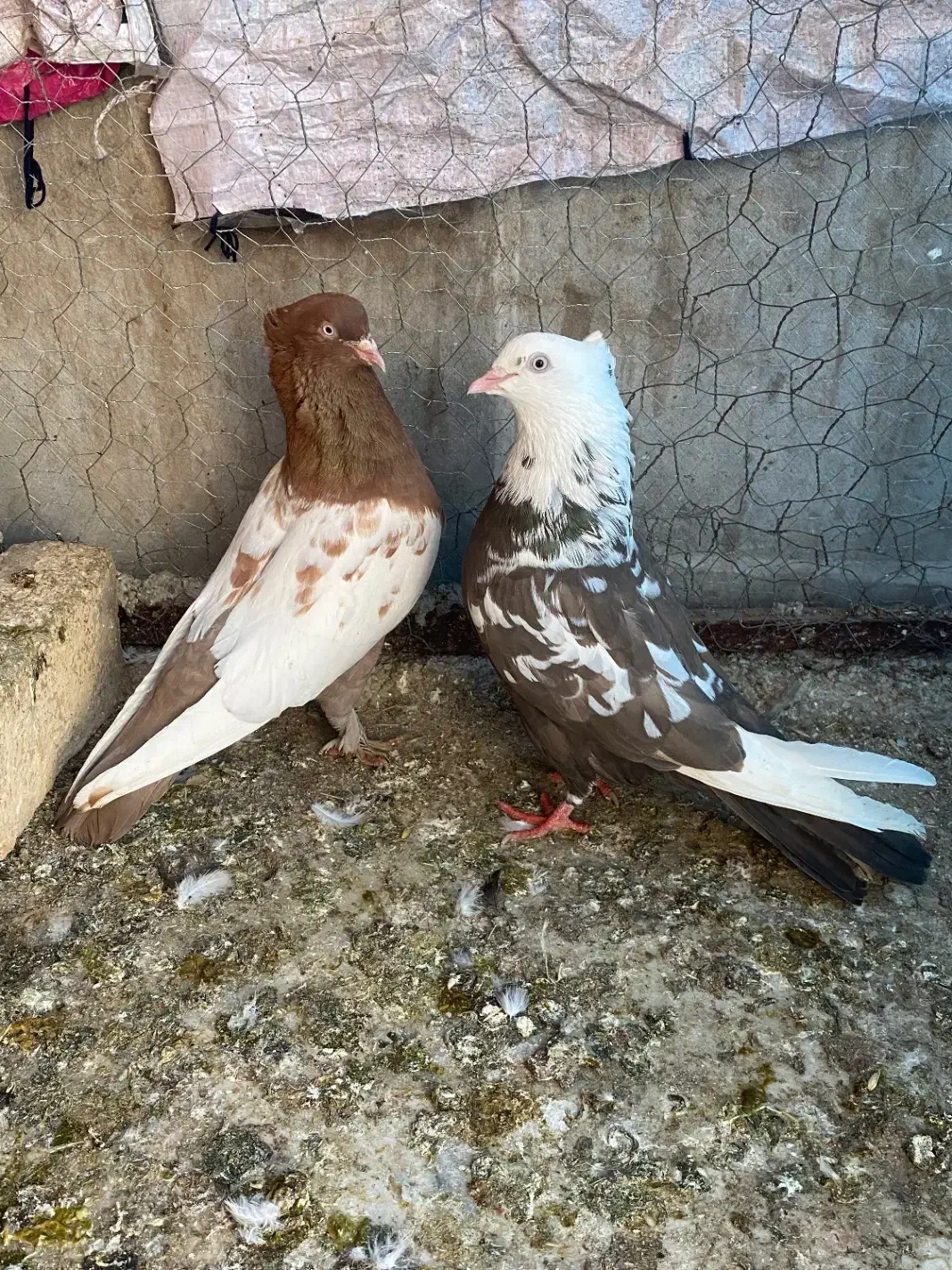 کبوتر نروماده تکپر پرشی ویه جفت رنگی نرسبز تکی|پرنده|گنبد کاووس, |دیوار