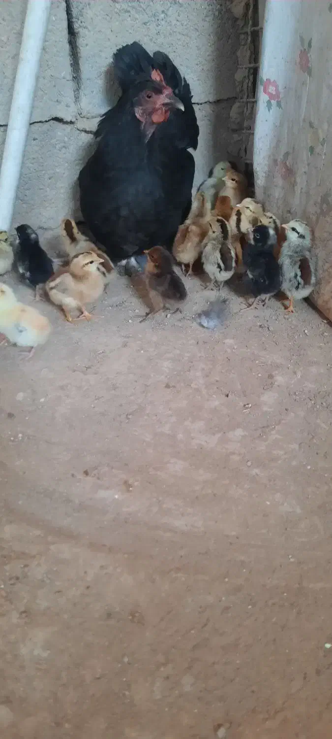 مرغ با جوجه|حیوانات مزرعه|باوی, |دیوار