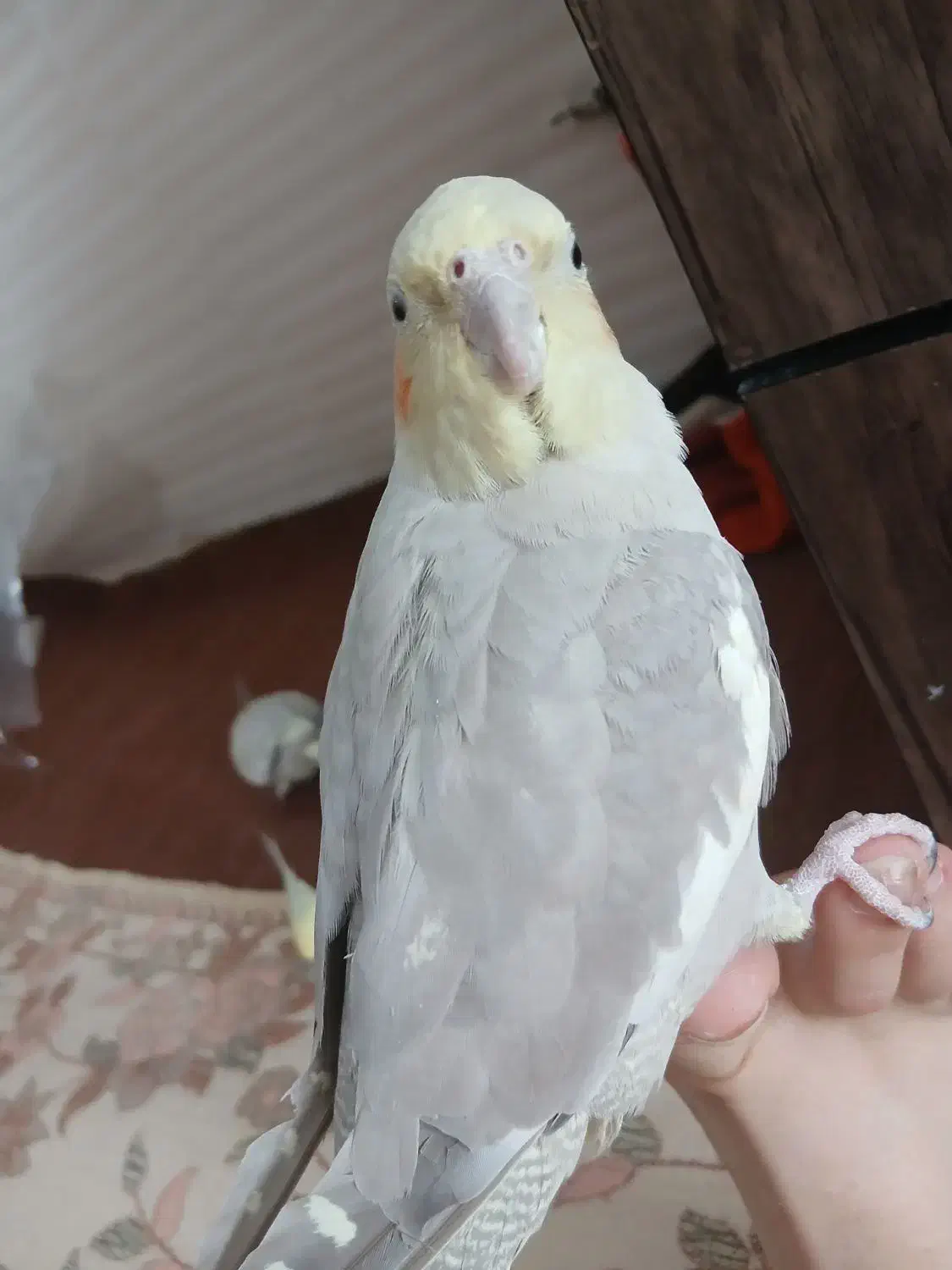 گمشده|حیوانات|تهران, مشیریه|دیوار