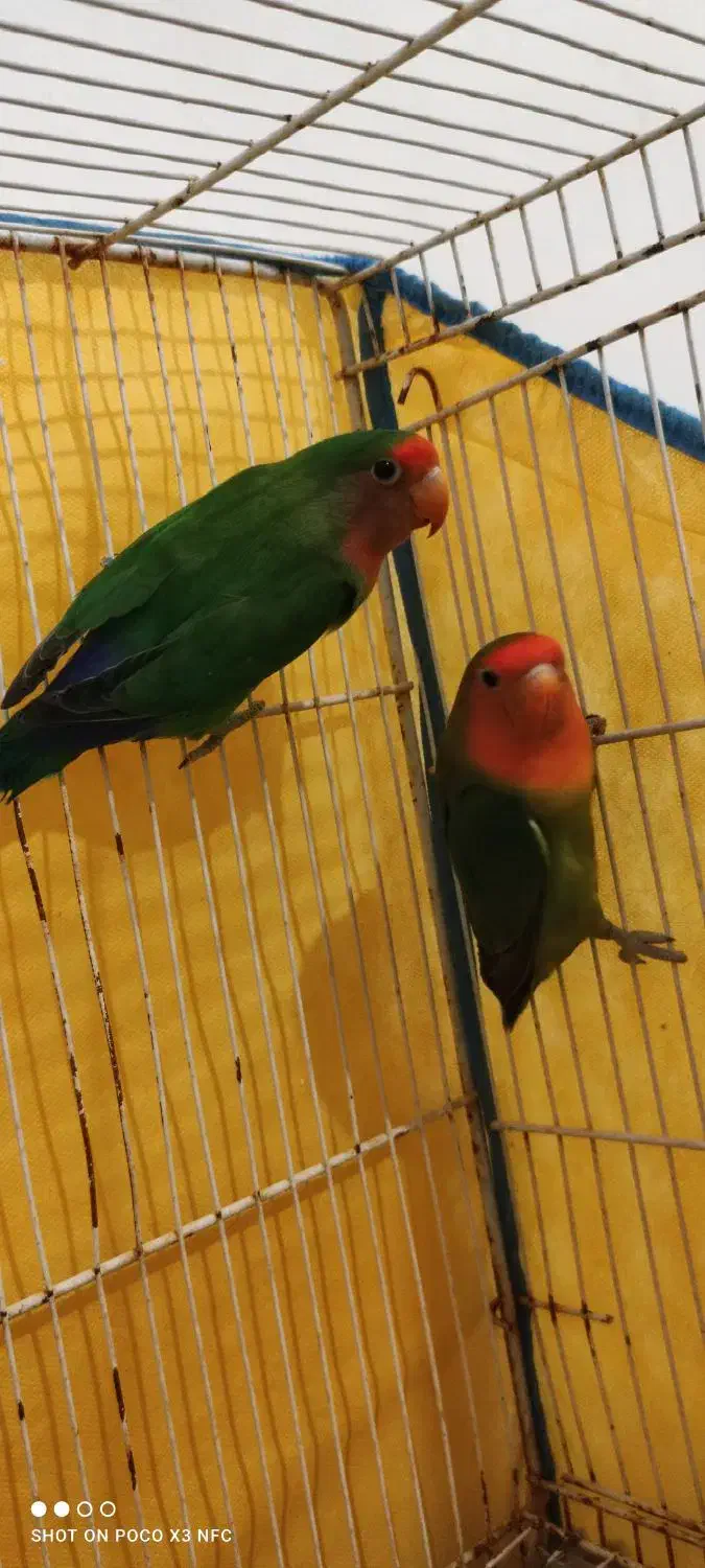 دوعددطوطی  کوتوله بجستان|پرنده|بجستان, |دیوار