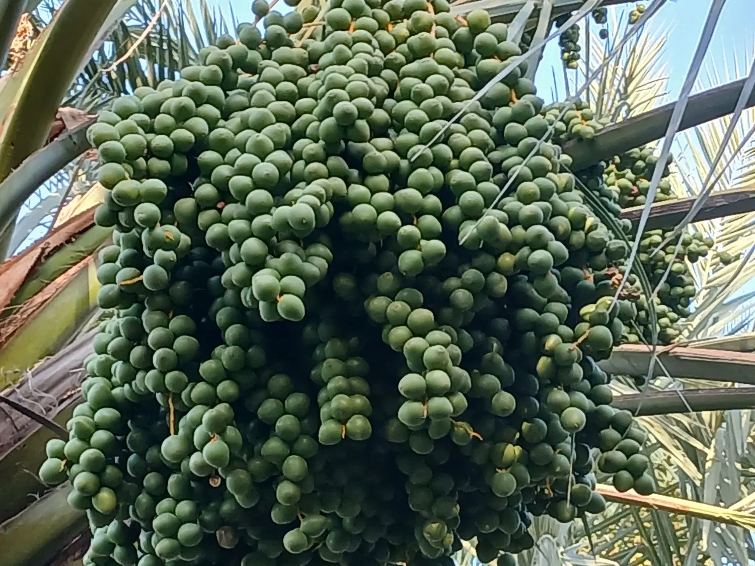 ۴۰۰پاچوش|خدمات باغبانی و درختکاری|رودان, |دیوار