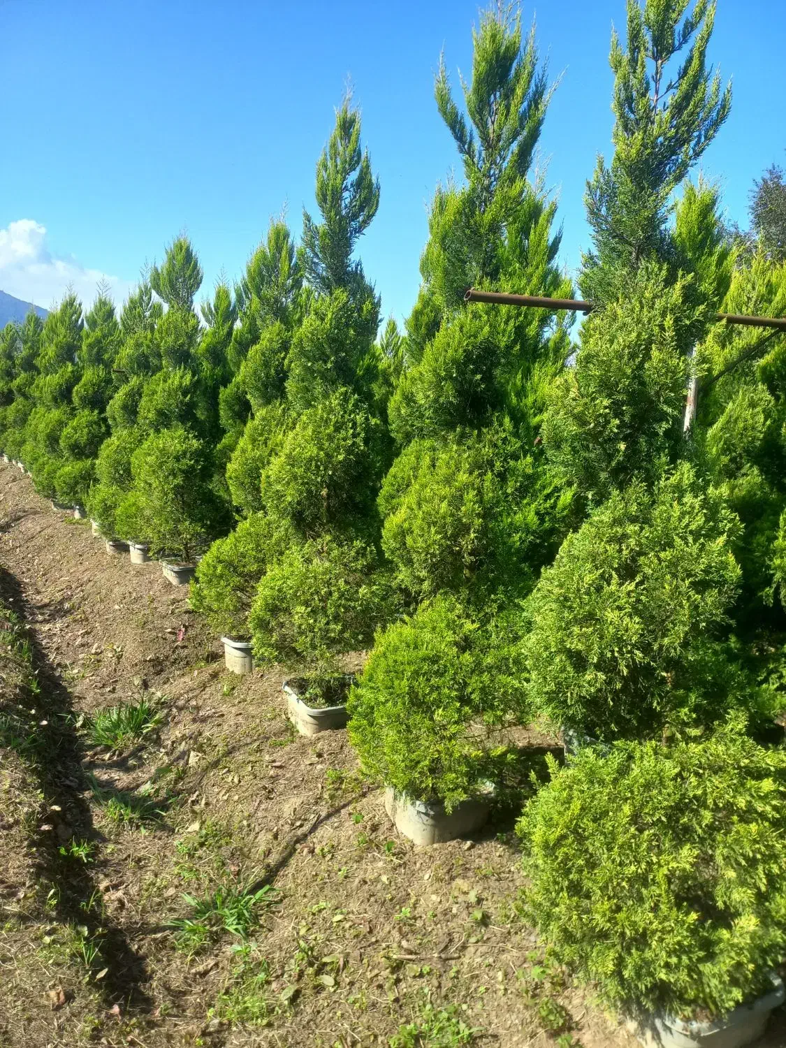 فروش انواع گل و گیاه به صورت عمده|خدمات باغبانی و درختکاری|رامسر, |دیوار