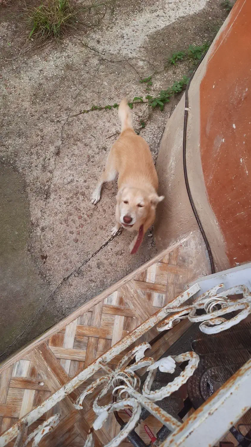 واگذاری سگ رایگان|سگ|ماسال, |دیوار