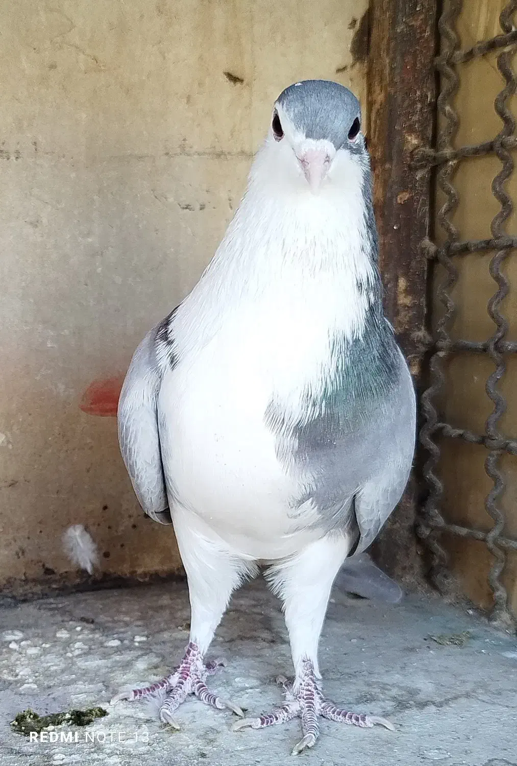 ی بوم واز بومی نروماده بدرنگ|پرنده|اصفهان, شهرستان|دیوار