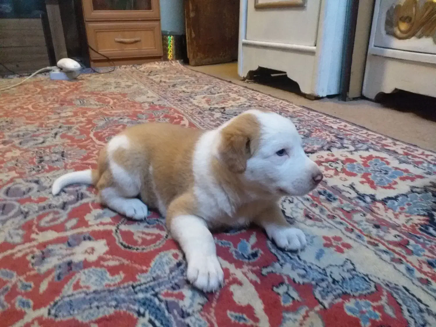 توله هاسکی واگذار میشود وپشمالو شیدزو فلت|سگ|اهواز, طالقانی|دیوار