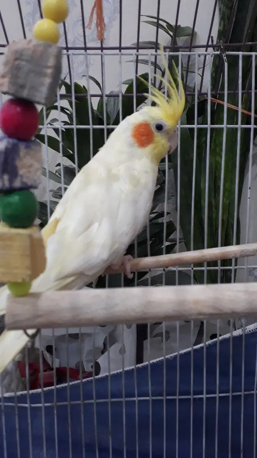 عروس هلندی|پرنده|محمدشهر, محمدشهر|دیوار