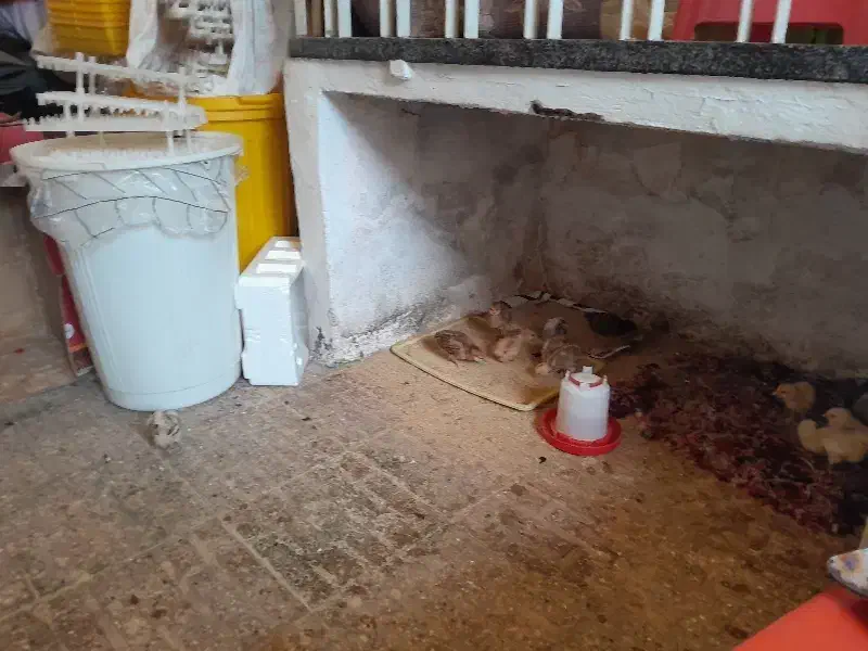 جوجه گلپایگان|حیوانات مزرعه|رشت, جانبازان|دیوار