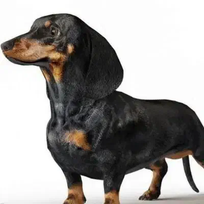 گمشده|حیوانات|سنندج, |دیوار