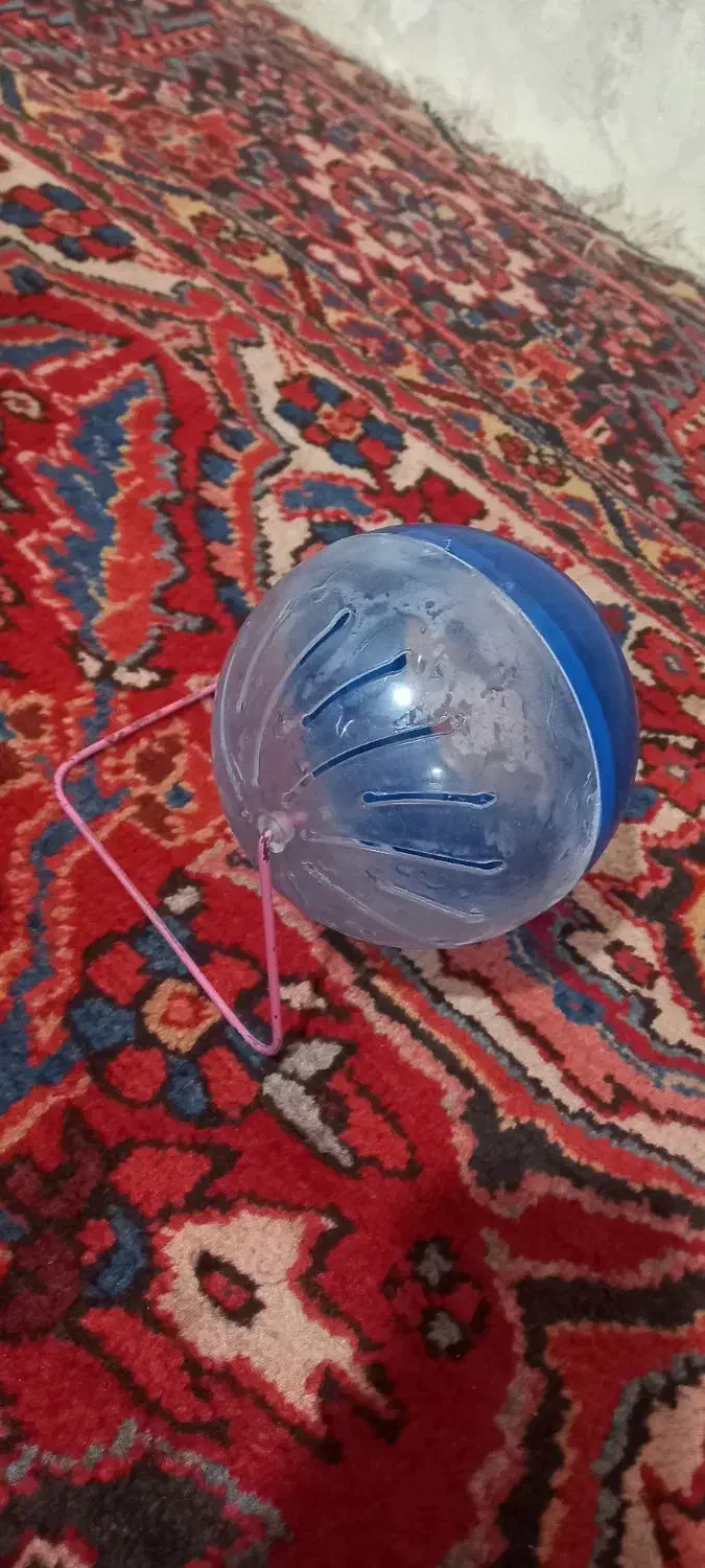 همستر سوری ماده|موش و خرگوش|تهران, مختاری|دیوار