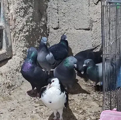 چند عدد کبوتر پرشی دونه ای صد تمن|پرنده|برازجان, |دیوار