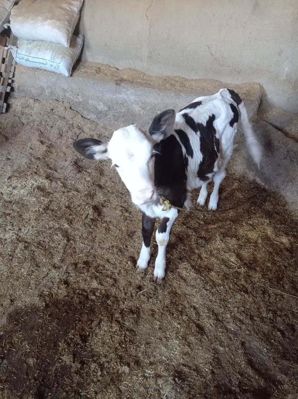 فروش گوساله سیمینتال ماده|حیوانات مزرعه|پلدختر, |دیوار