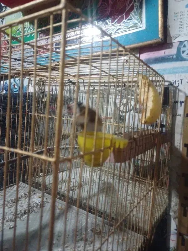 سهره قناری|پرنده|اردبیل, |دیوار