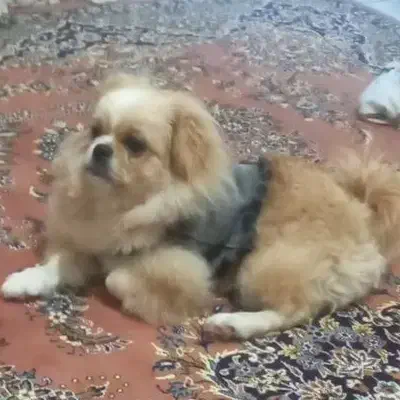 گمشده|سگ|فریدونکنار, |دیوار