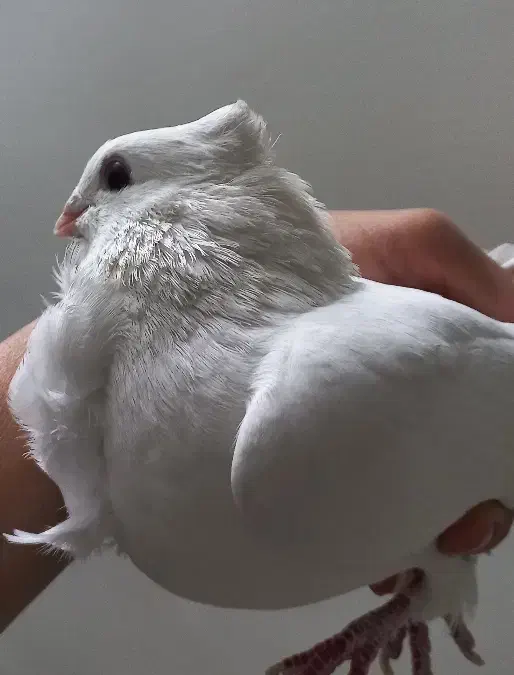 ماده شامی (نوک ریز) سینه فر معاوضه اصفهانی|پرنده|اصفهان, محله سفلی|دیوار