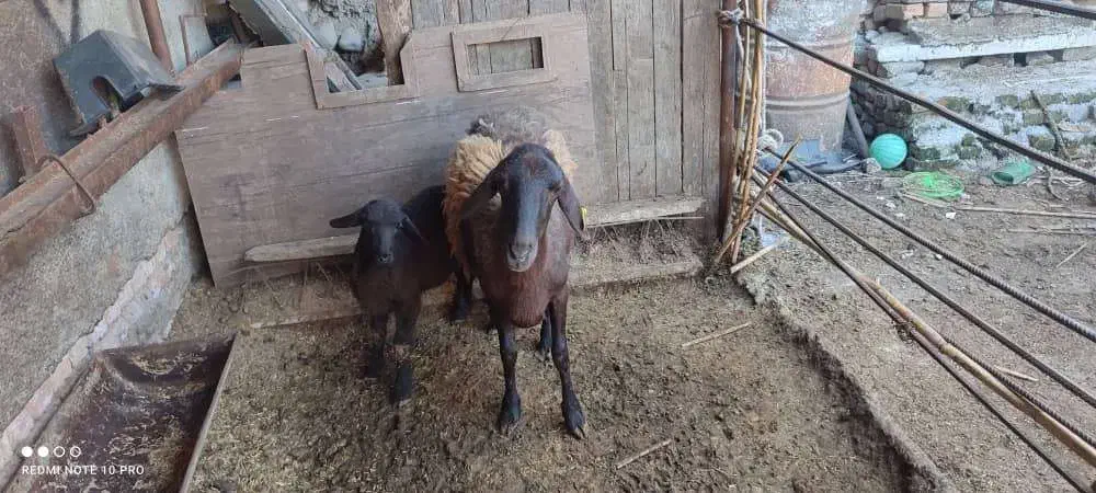 فروش ۸ راس گوسفند نر و ماده همو|حیوانات مزرعه|جلین, |دیوار