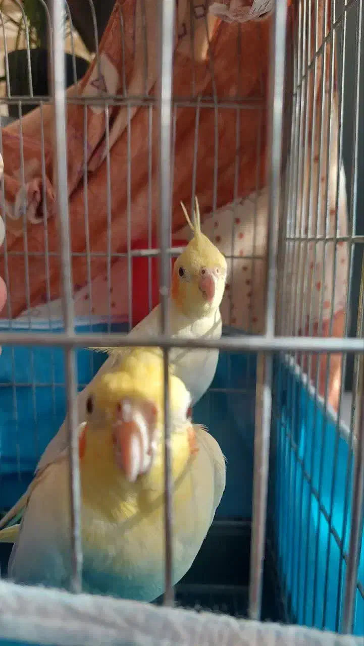 ۲عدد عروس هلندی نر وماده|پرنده|بروجرد, |دیوار