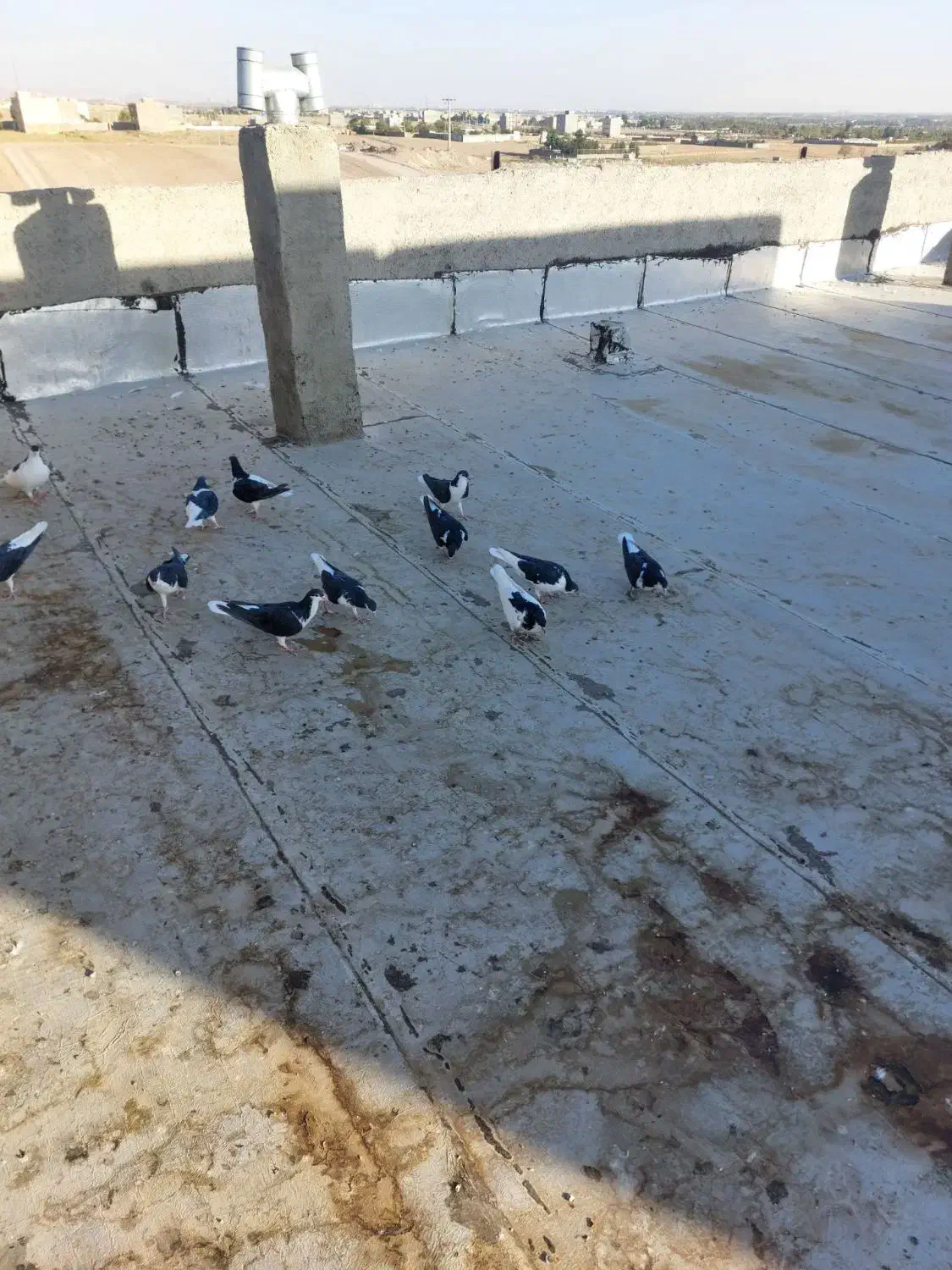 سیاه پوش پرنده|پرنده|قزوین, |دیوار