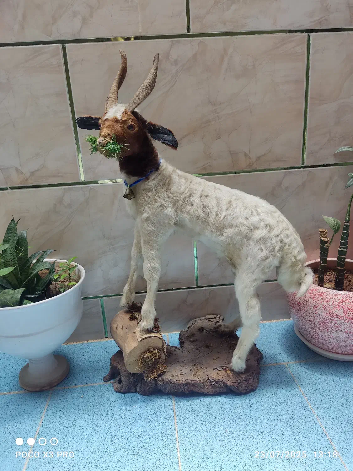 مجسمه|مجسمه، تندیس، ماکت|یاسوج, |دیوار