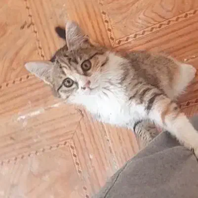 واگذاری گربه ۲ ماهه|گربه|یزد, |دیوار