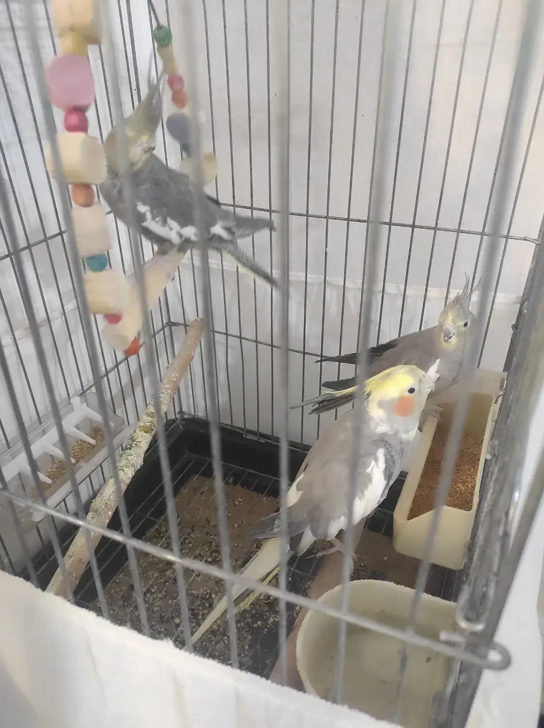 عروس هلندی|پرنده|تاکستان, |دیوار