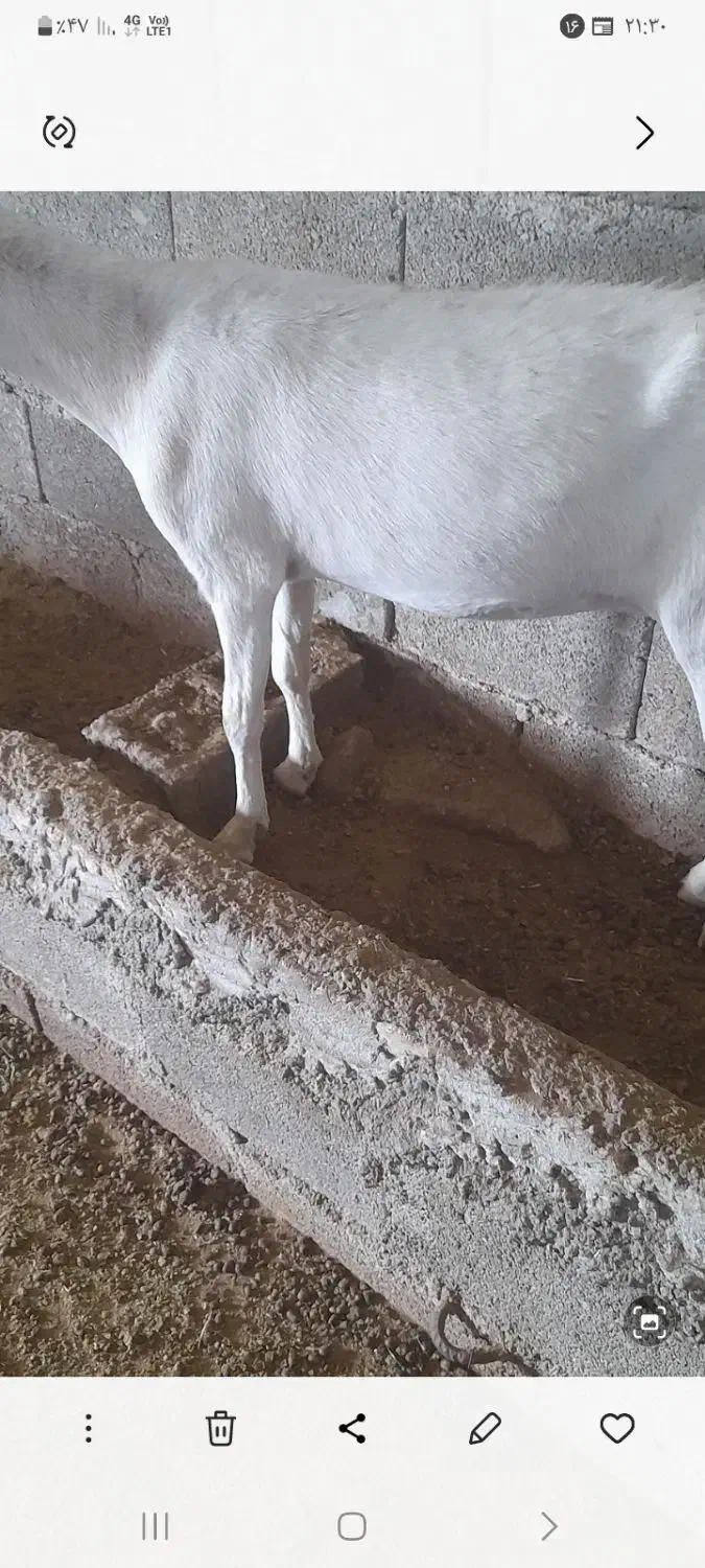 بز سانن با بز های محلی|حیوانات مزرعه|جره و بالاده, |دیوار